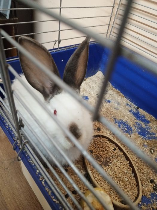 Продам кролика девочка