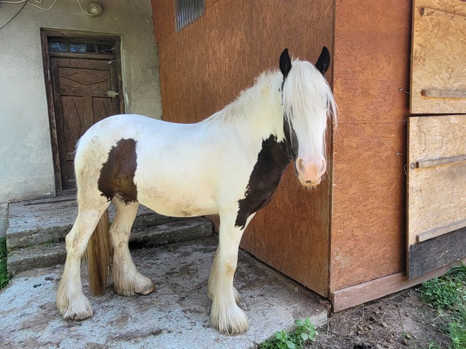 Klacz Irish Cob, tinker