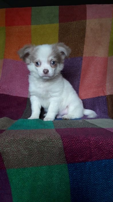 Chihuahua piesek długowłosy