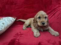 Cocker spaniel  femea  maravilhosa