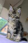 Kokietka Maine Coon piękność