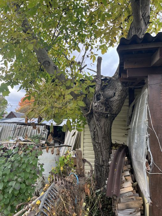 Дерево горіха, самовивіз, самозруб