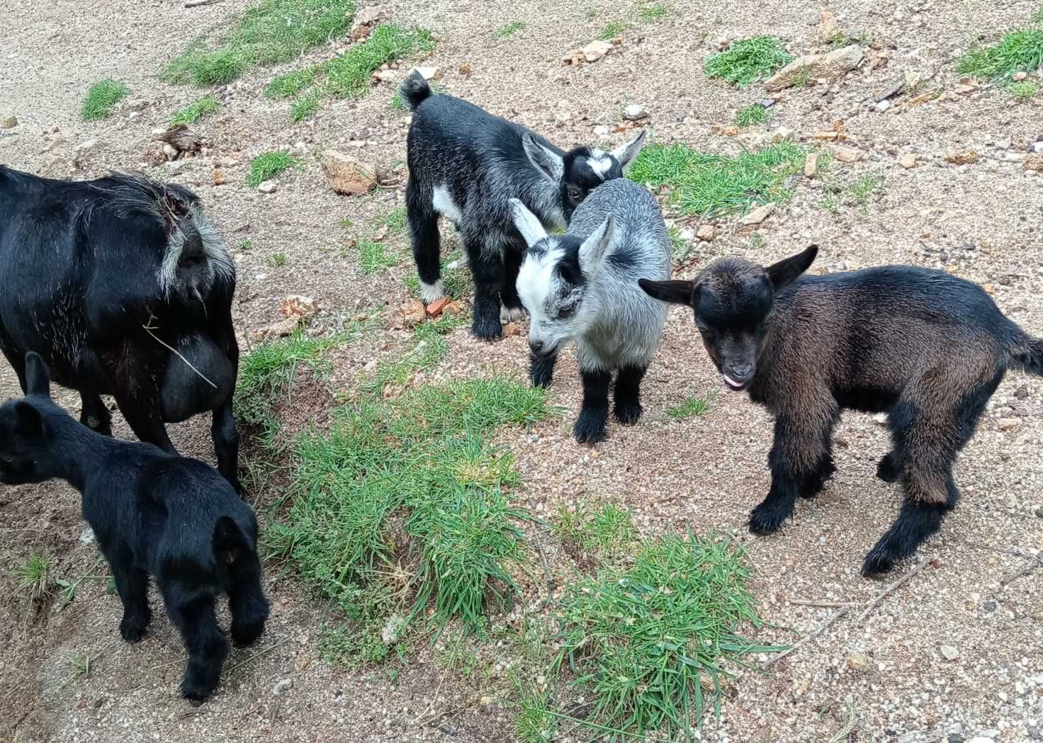 Cabrito anão/israelita com 4meses