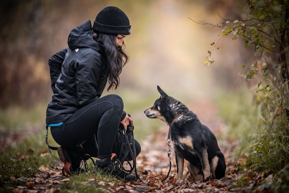 Mały, kochany kundelek którego nikt nie chce adoptować. Mini Shiba Inu