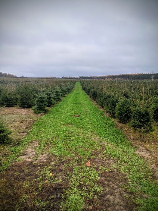 Detal Okolice Bydgoszczy Plantacja choinki Jodła kaukaska Świerk
