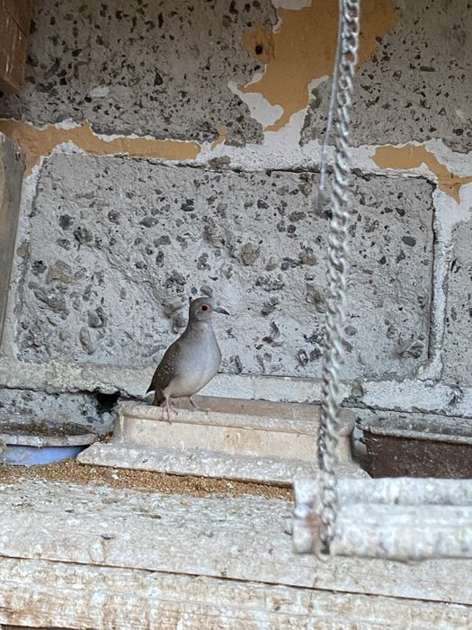 Sprzedam gołabki diamentowe