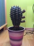 Kaktus Echinopsis