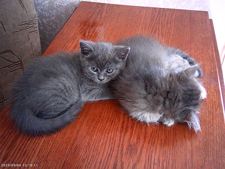 Віддам котикив хлопчик та дівчинка