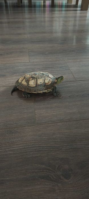 Żółw wodno-lądowy