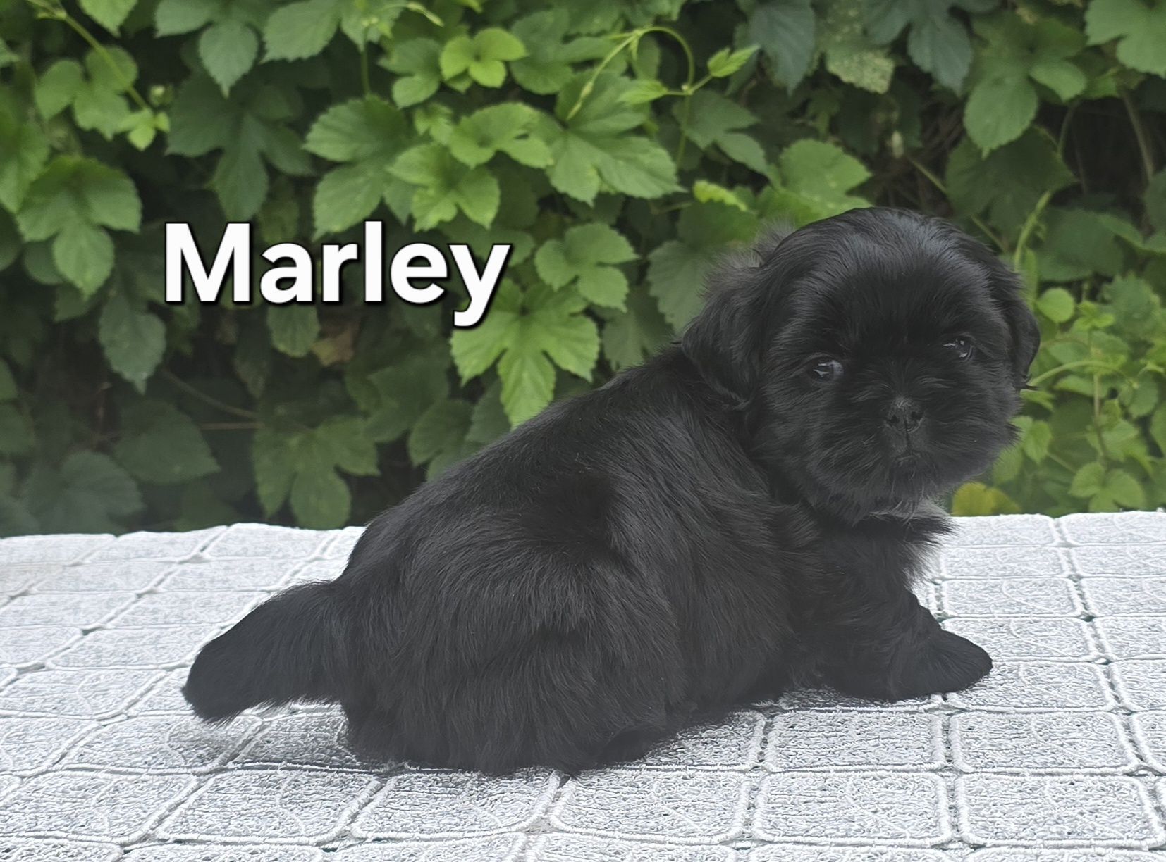 Piesek Shih tzu ZKWP
