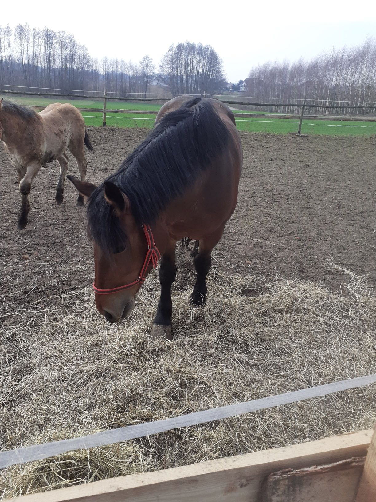 Sprzedam klacz zimnokrwistą 4 lata