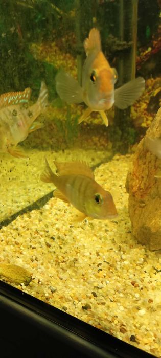 Ziemiojad Red Head Tapajos.