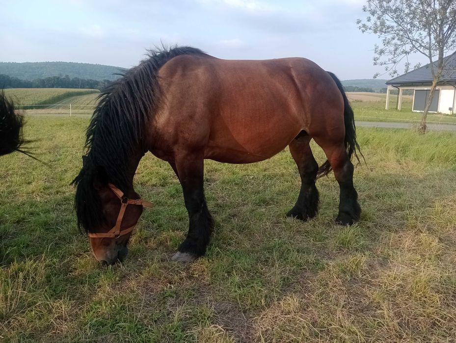 Klacz, źrebica,klaczka zimnokrwista,