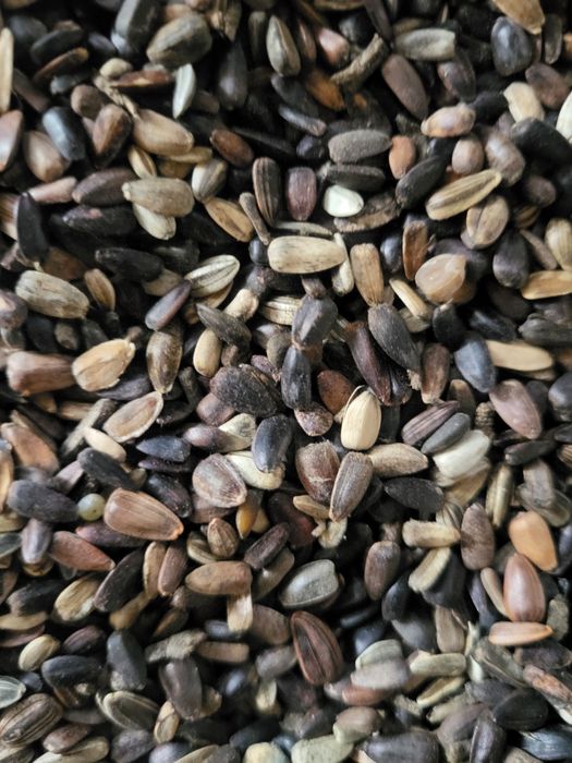 Ziarno słonecznika ozdobnego na kwiat mix
