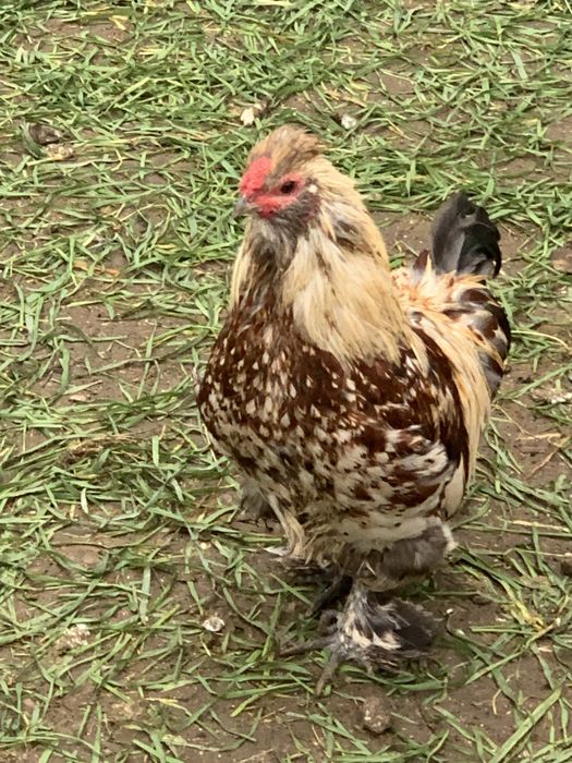 Пухові кури бентамки