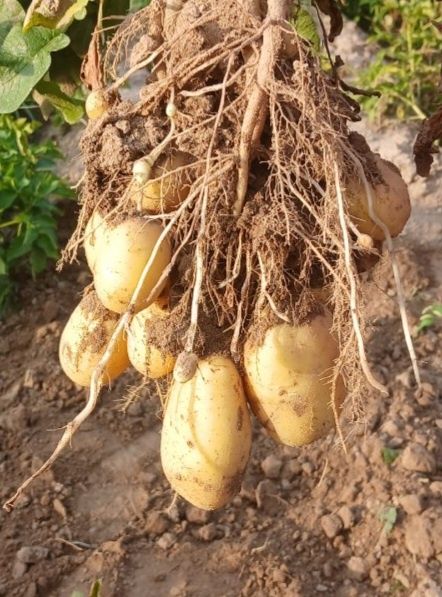 Ziemniaki jadalen od rolnika