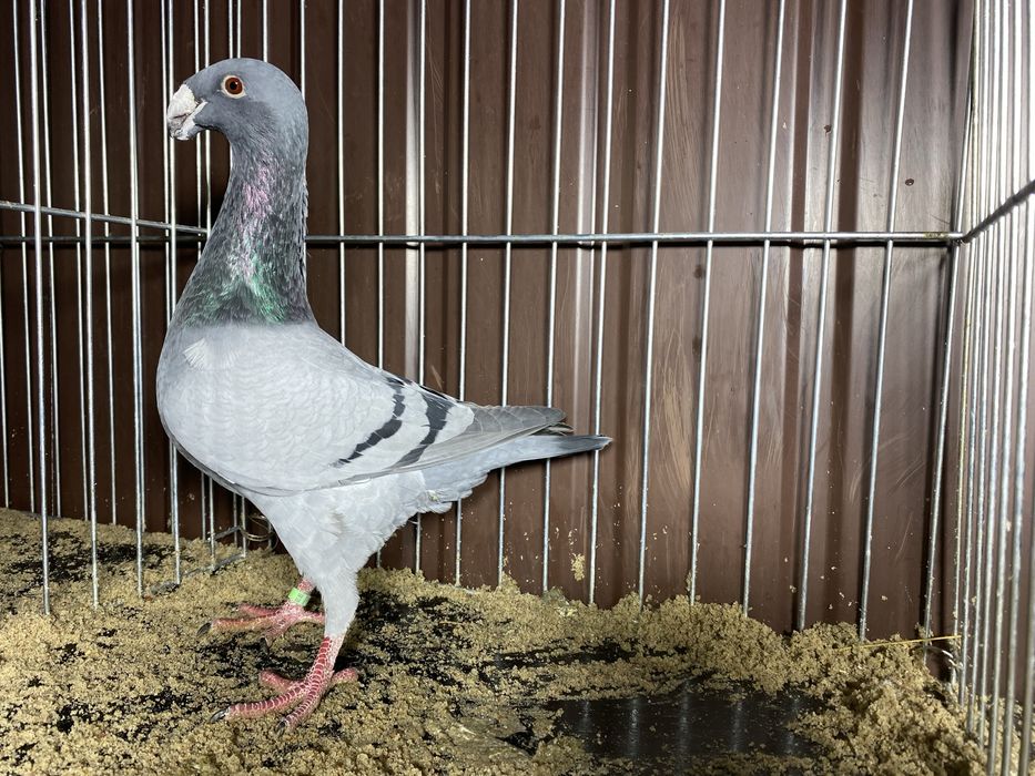 Niemiecki wystaowy samiec niebiekski