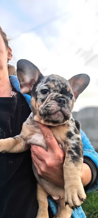 Французский бульдог Блу Мерле тан