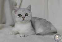 шотландський кіт срібна шиншила чекає на тебе