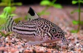 Kirysek nakrapiany/ Corydoras Julii. Cetarius