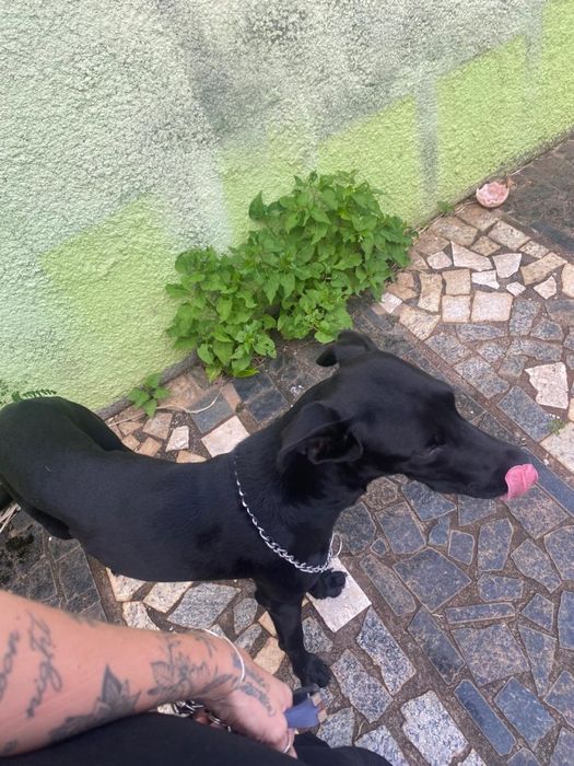 Pet Walking no Porto – Passeios com Carinho, Segurança e Atenção