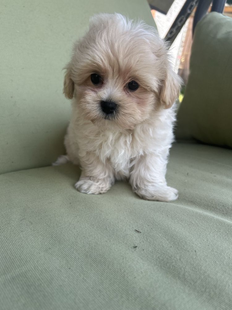 Maltipoo śliczny piesek