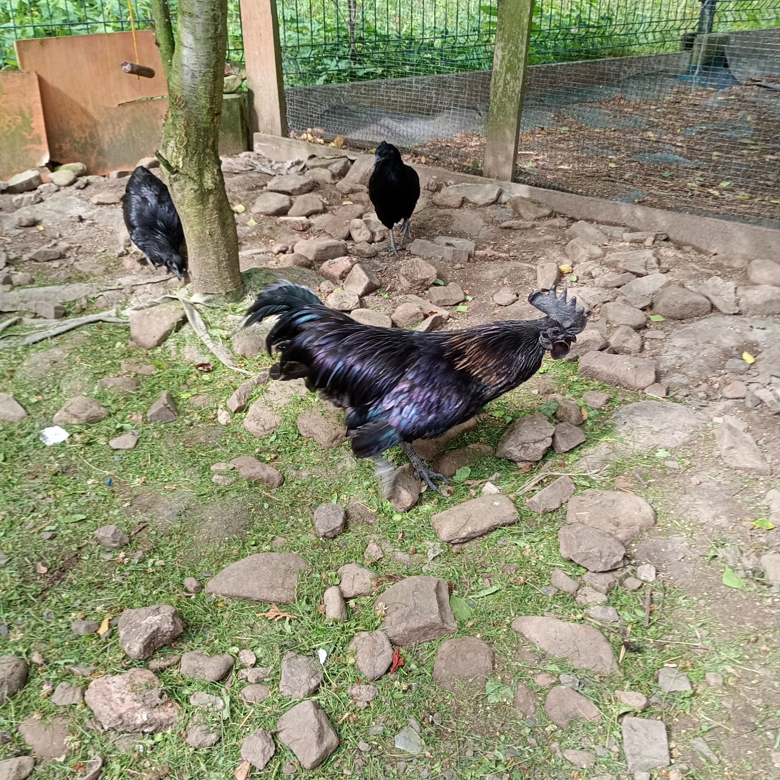 Ayam cemani kogut roczny
