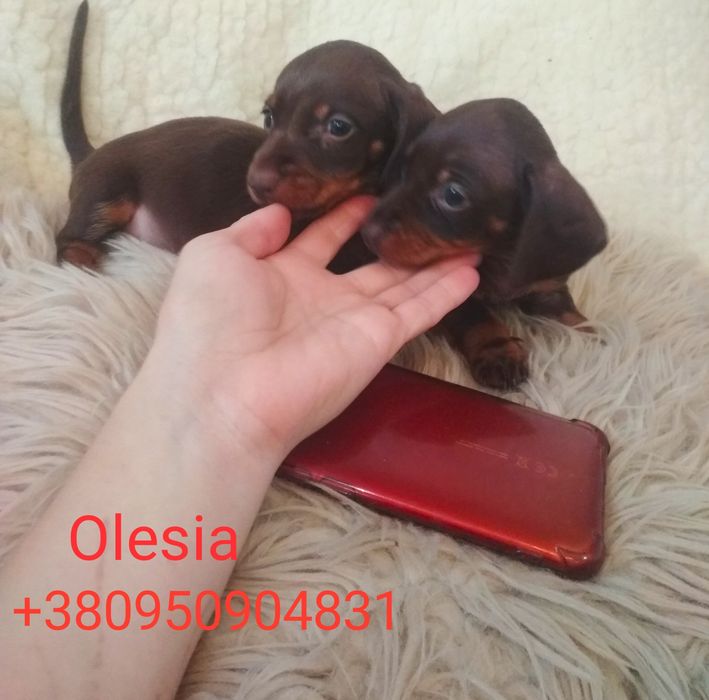 Продається міні красуня шоколадна