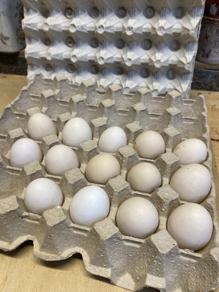 Jaja lęgowe Kochin miniaturowy