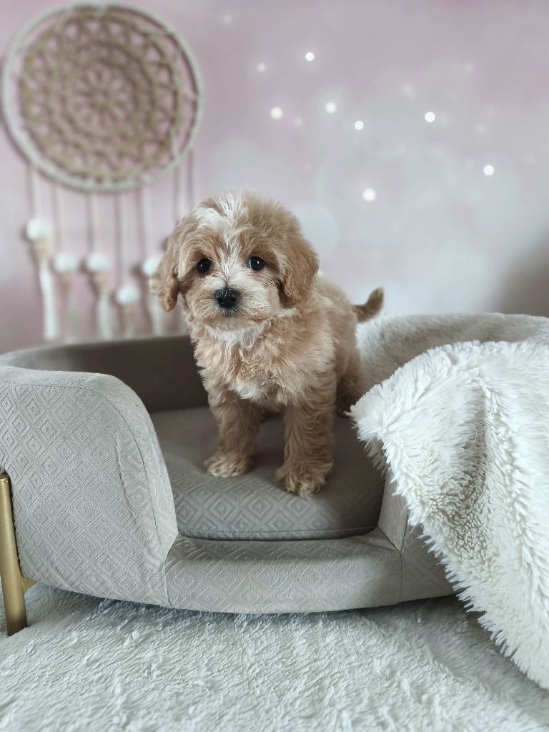 Cudowna suczka rasy maltipoo