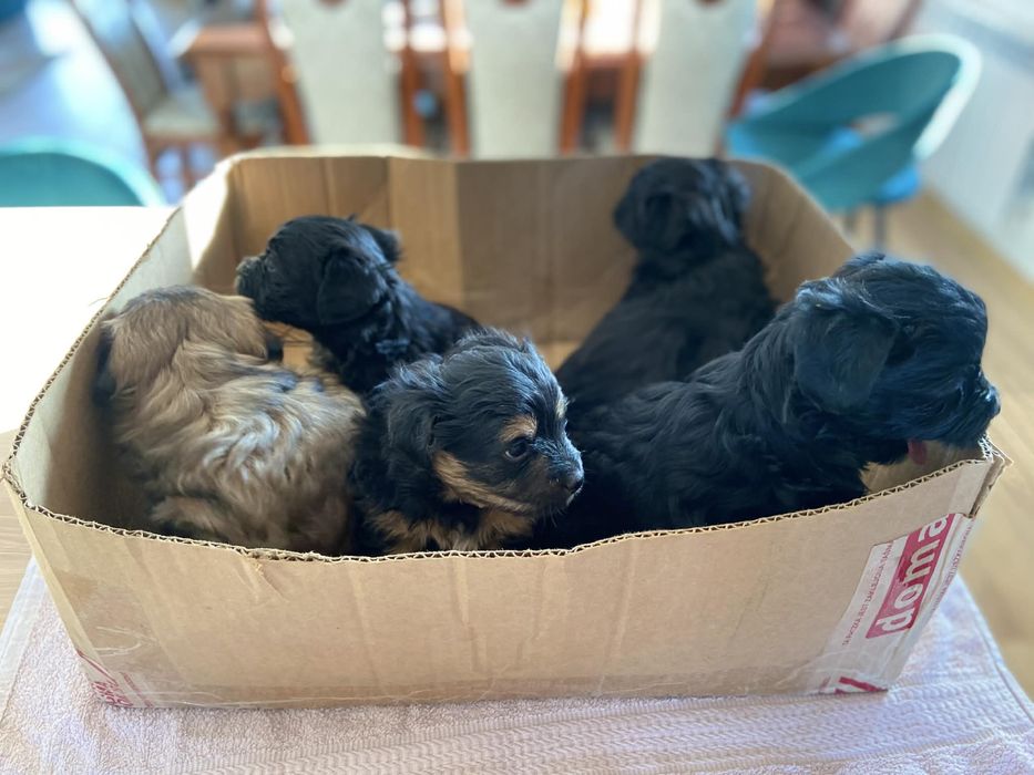 Pinczery pieski do oddania w dobre rece