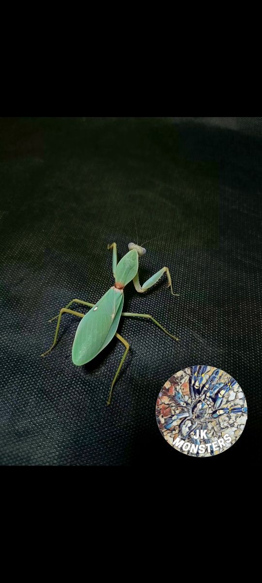 Modliszka Rhombodera stalli+gratisy