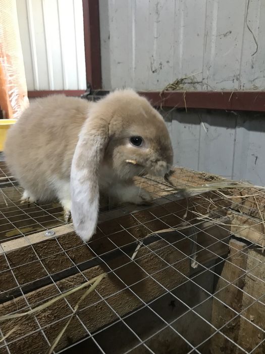 Продам кроликів.