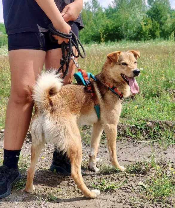 ARES do adopcji, pies szuka nowego domu