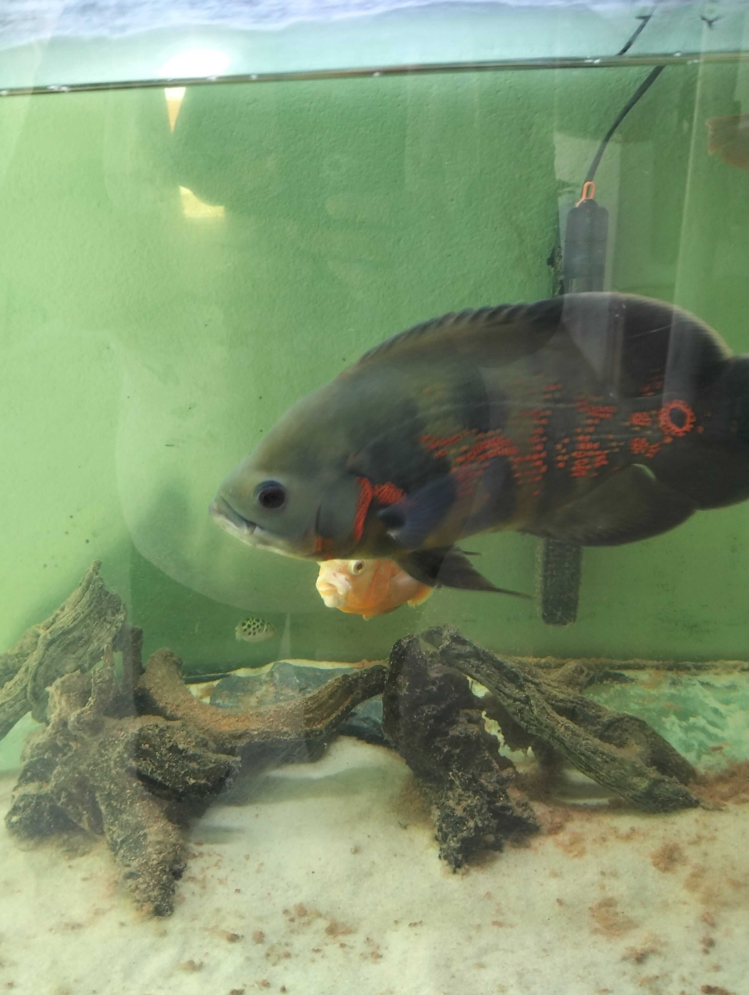 Peixe Óscar para venda