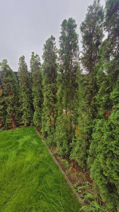 Tuje thuje sprzedam 280-320 cm