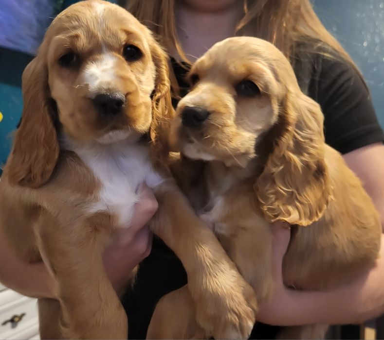 Coker spaniel angielski suczka