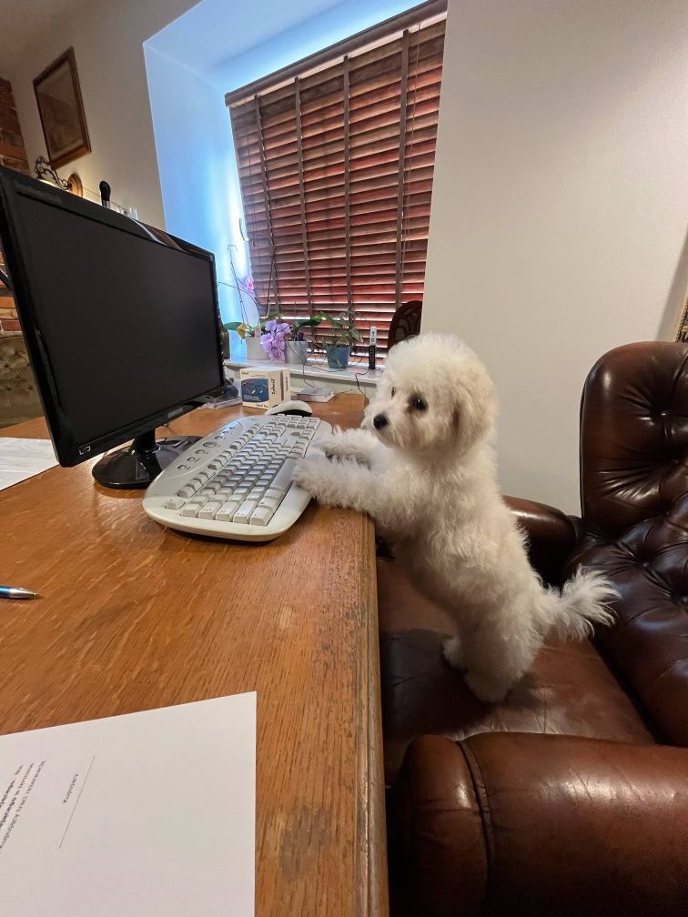 Bichon frise fci Bambo