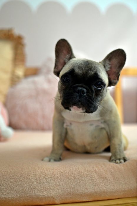 Buldog francuski ZkwP FCI -Sunia