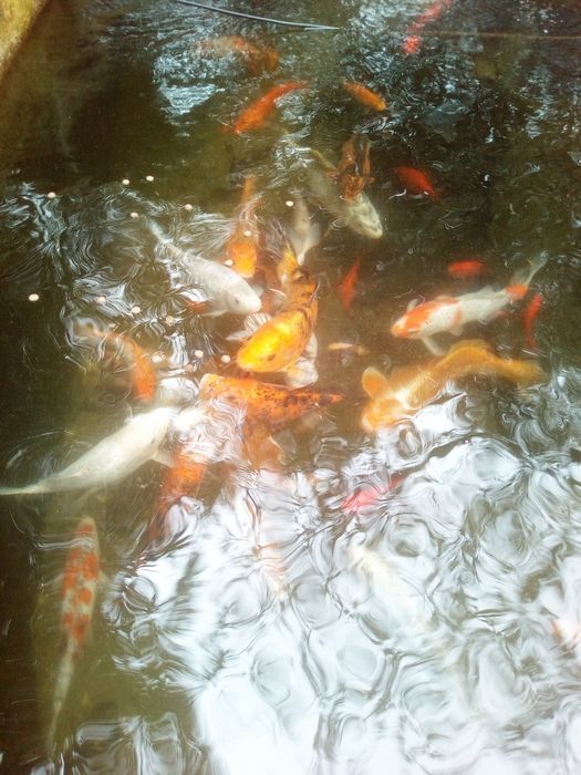 APROVEITE! Cardumes de (7 ) Carpas Koi, cores magníficas. (Á escolha!)