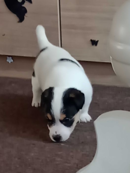 Suczka rasy Jacek Russell terrier z metryką ZKwP do rezerwacji