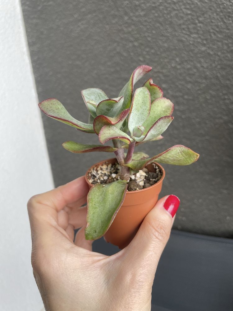 Crassula arborescens “Blue Bird“ drzewko szczęścia sukulent