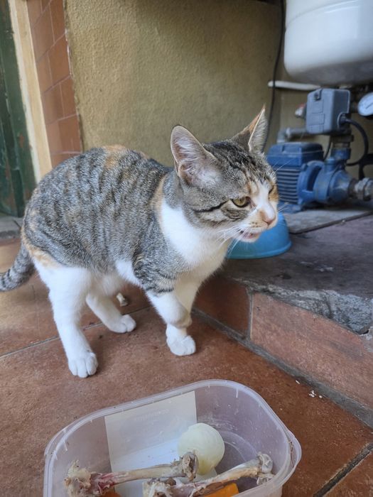 Gata para adoçar 6 meses