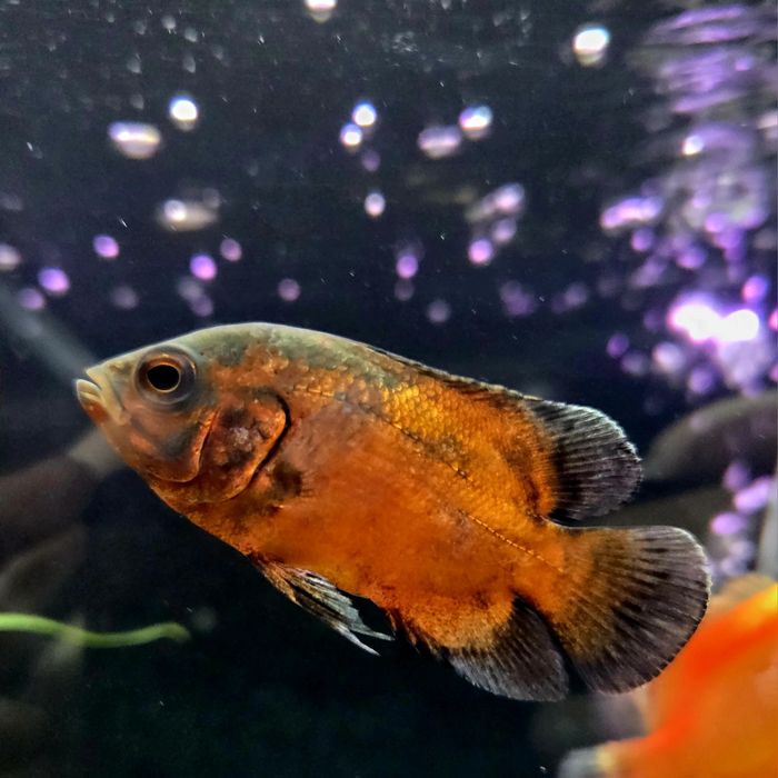 Pielęgnica pawiooka red Oscar