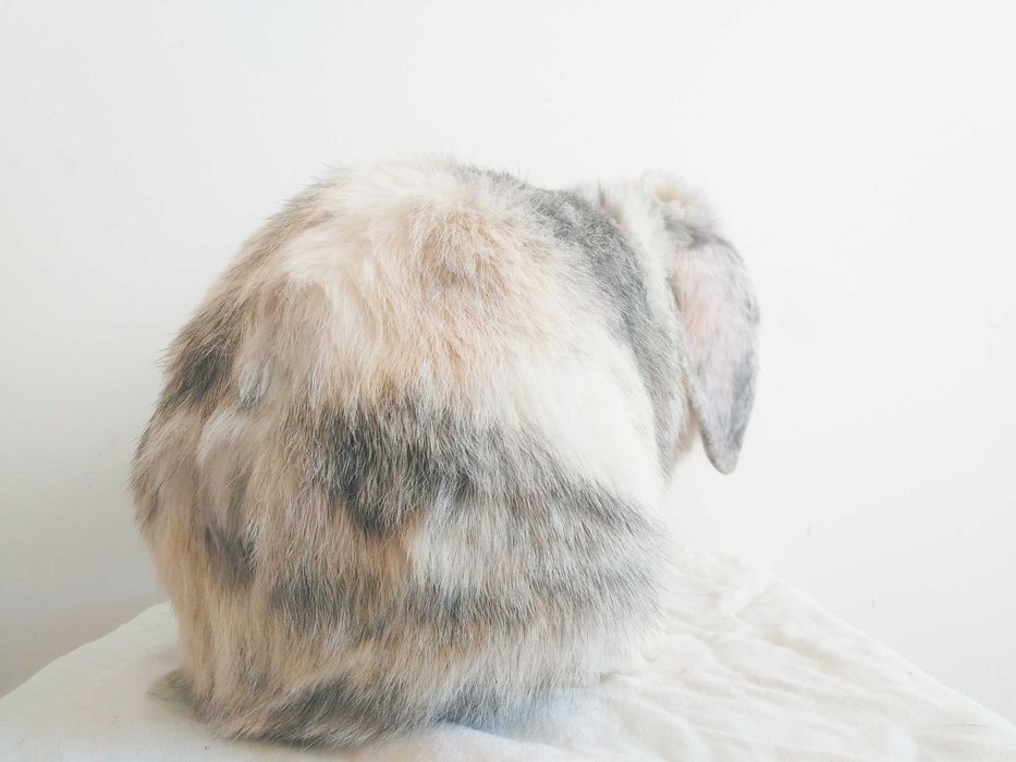 Вислоухие крольчата, породы Голландский карликовый баран