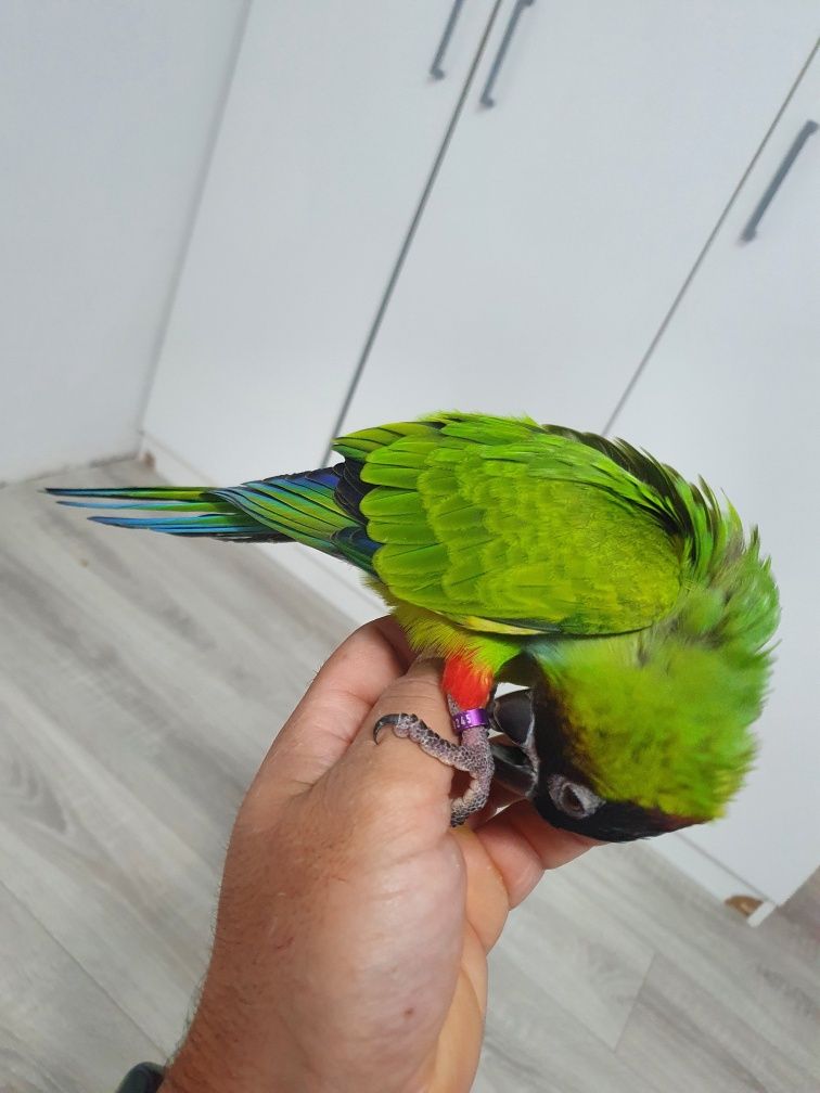 Conure cabeça preta aratinga nenday