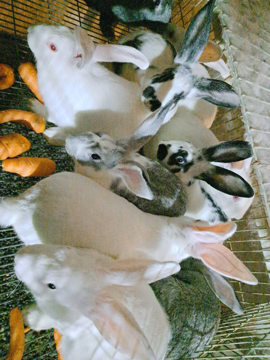 Coelhos caseiros