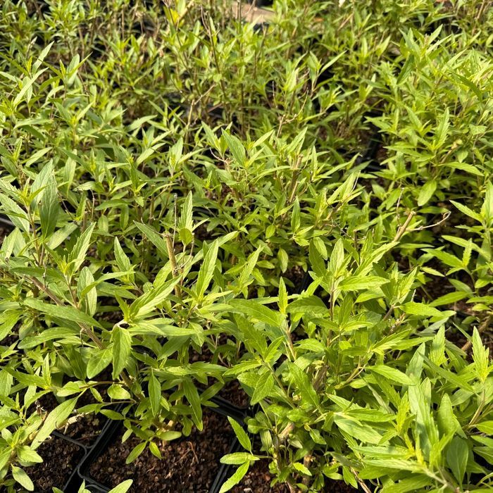 Barbula klandońska 'Dark Knight' (Caryopteris) Doniczka 2.0L