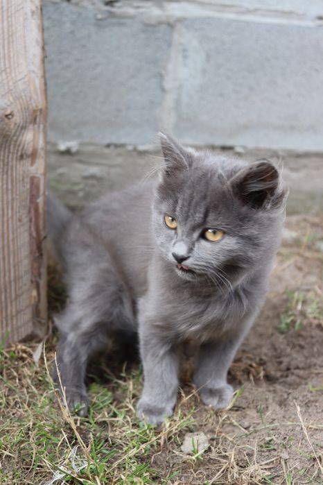 Котик і кішечка сіренькі