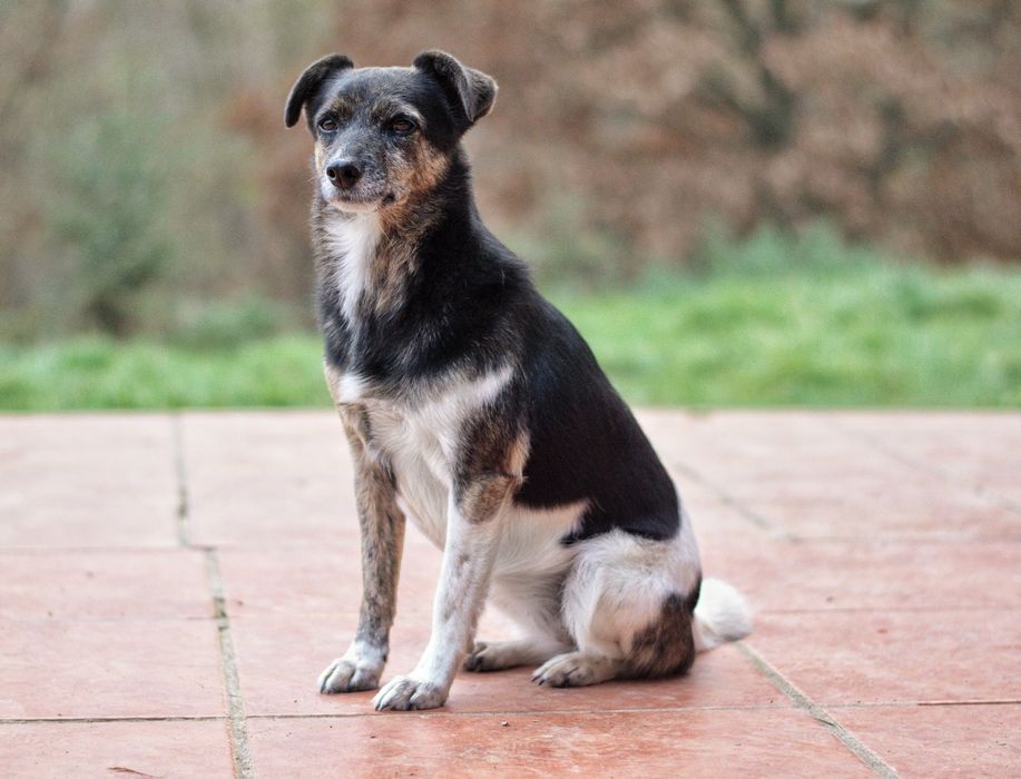 Wandzia czeka na dom